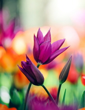 Madge Warner Obituary-img