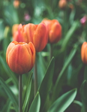 maribel villegas torres