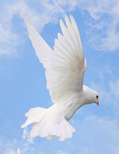 James Allen Harden Obituary-img